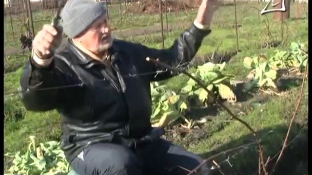 Як підготувати виноградник до зими смотреть онлайн