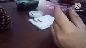 Посев семян сосны обыкновенной