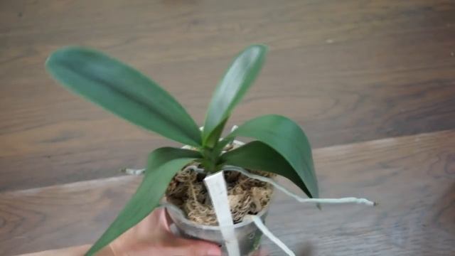 1.ВСЕ мои ОРХИДЕИ:тур по стеллажам смотреть онлайн