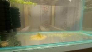 КОРМЛЕНИЕ МАЛЬКОВ ПЕТУШКА И МЕЧЕНОСЦА. АРТЕМИЯ.