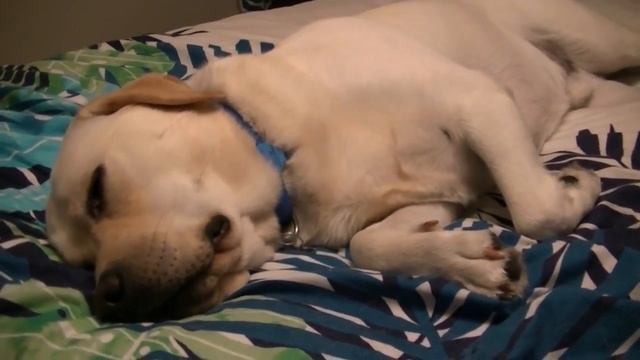 10 Заблуждений о собаках, в которые мы верим смотреть онлайн