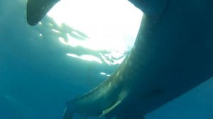 Tiburón Ballena - Rhincodon typus - Whale Shark