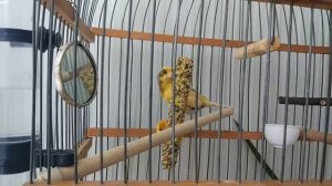 Палочки Rio для канарейки.