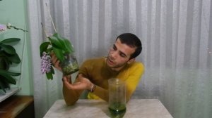 Rhynchostylis - Ринхостилис