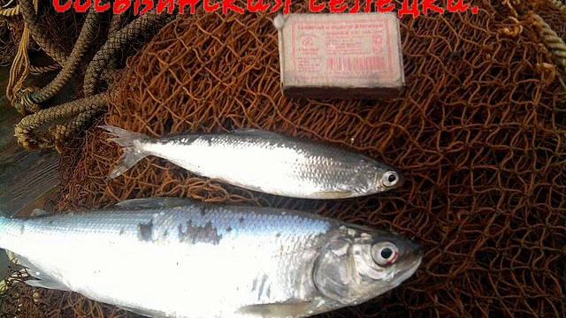 Сосьвинская селёдочка.wmv смотреть онлайн