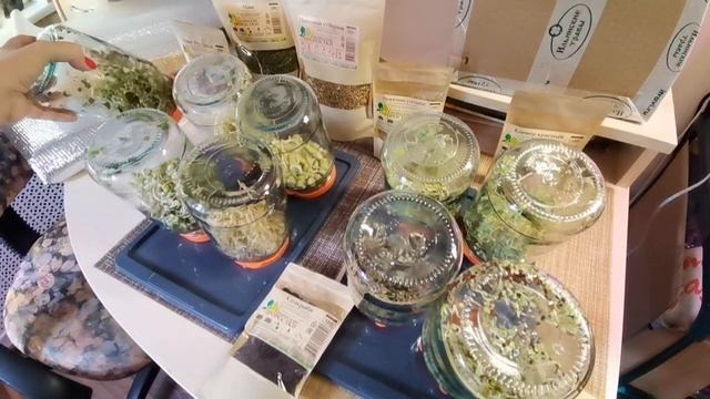 Экспресс выращивание в банках и лотках - 14 видов микрозелени и проростков. Здоровое питание и ЗОЖ смотреть онлайн