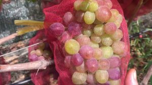 Виноград, небольшой обзор. тел. 89184654603.