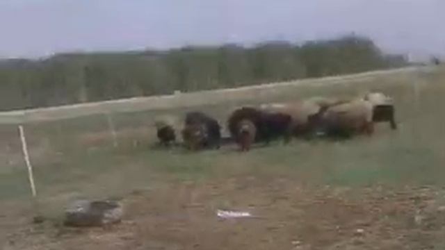 Электропастух на первом открытом маленьком участке смотреть онлайн