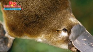 BIG ANIMAL WORLD Неввероятный Мир Животных УТКОНОС как ДЕАГОСТИНИ DEAGOSTINI распаковка