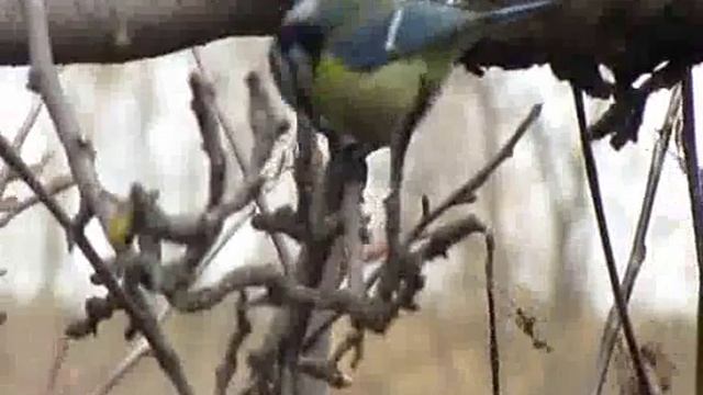 Cyanistes caeruleus | Лазоревка обыкновенная (синица)