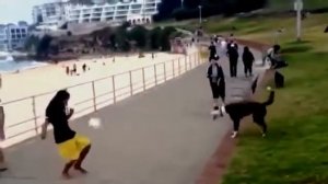 Собака играет в Футбол  (прикол, юмор, шутка)