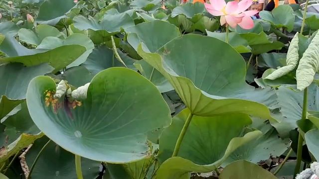 Долина Лотосов. смотреть онлайн