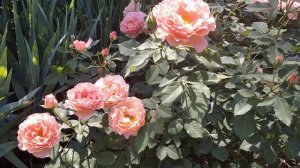 Sonnenwelt