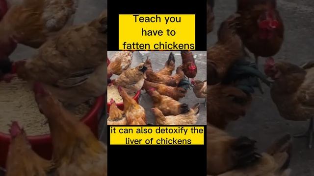 Teach You How to Fatten the Chickens