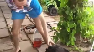 Funny animal attacks on people. Забавные животные нападают на людей.