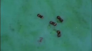 Могучие Рейнджеры ДИКИЙ МИР (Тендрикс и Токсика) Мастер орг и волшебный, злой посох.