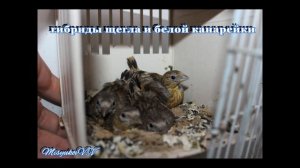 Гибриды щегла от белой канарейки