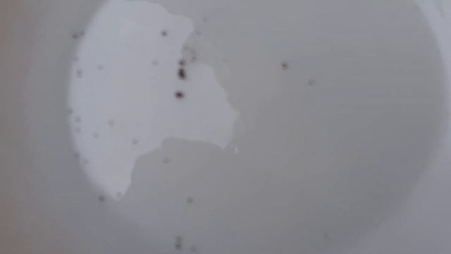 Свои семена/бархотцы и петунии/как собрать. смотреть онлайн