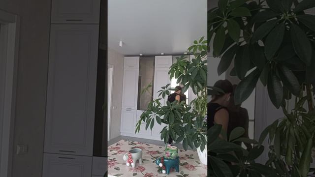 Черенкуем Шеффлеру. смотреть онлайн