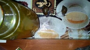 Как лечить раковину ахатины? Полезный совет.