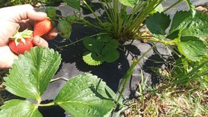 НСД сорт клубники Линоса