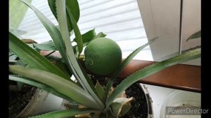 Апельсин на подоконнике