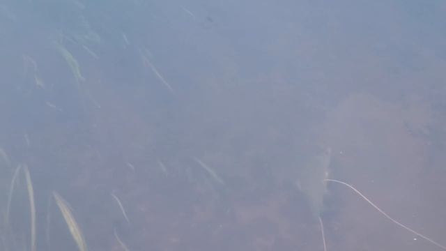 Чистая вода, не всегда много рыбы. смотреть онлайн