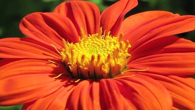 Gardening Tips : How to Grow Mexican Sunflower (Tithonia Rotundifolia) смотреть онлайн