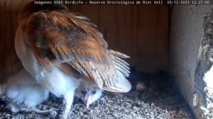 ЗНАЙШЛОСЯ ЧЕТВЕРТЕ СОВЕНЯ. РІТ-ВЕЛЛ. ЕБРО. ІСПАНІЯ 5-12-23-BARN OWL. RIET VELL. DELTA DEL EBRO SPAI