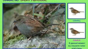 Завирушка. Голоса птиц