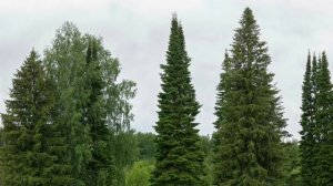 Пихта сибирская (Abies sibirica Ledeb.)