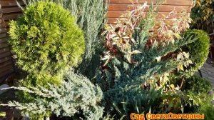 Цветник по новому.Красивый сад своими руками. ИЗ МНОГОЛЕТНИКОВ.Переделка цветников осенью. Дача.