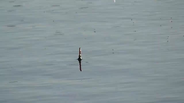 Накормили мошкару и поймали рыбу. Сын меня обловил. смотреть онлайн