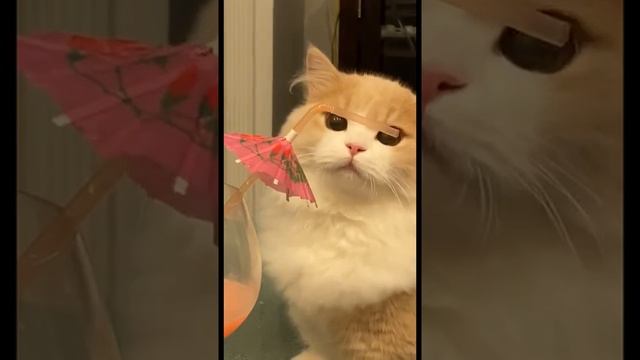 МИЛЫЕ КОТЯТА, КОШКИ И КОТЫ ДЛЯ ПОДНЯТИЯ НАСТРОЕНИЯ смотреть онлайн