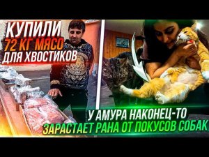 Купили 72 кг мясо животныму Амура зарастает рана. Забираю посылки. Звонит подписчицаЕдем в клинику