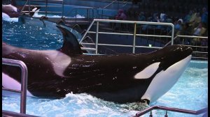 Москвариум. Московский океанариум. 02 апреля 2022. 4к видео. 4k video.