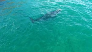 Дельфины и Киты в Океане Снятие Стресса Мгновенно Расслабление Хороший Сон