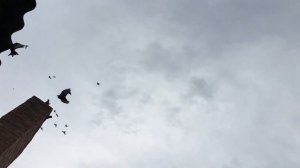 Один из способов как избавиться от оспы у голубей