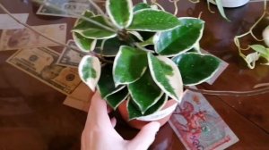 Филодендрон Сканденс Бразил и Хойя Carnosa Krimson Queen