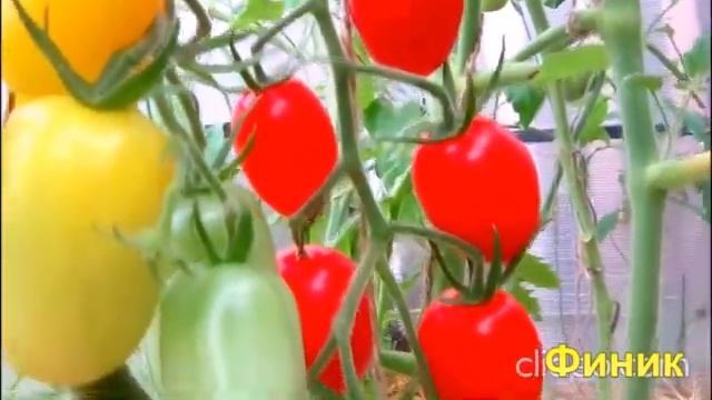 Две расцветки помидор на одном кусту! Приятный сюрприз смотреть онлайн