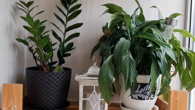 Дневник дачника 29 июня 2022 г. Петуния смотреть онлайн