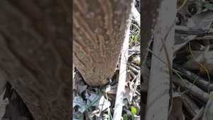 ОТВЕЧАЮ НА ВОПРОС: Как наша красавица Павловния пережила суровую зиму?