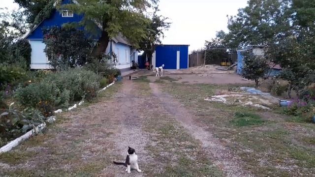 ЖИВЁМ В СЕЛЕ! УБРАЛА СВЕКЛУ. КАЖДЫЙ ВЕЧЕР НЕТ....!