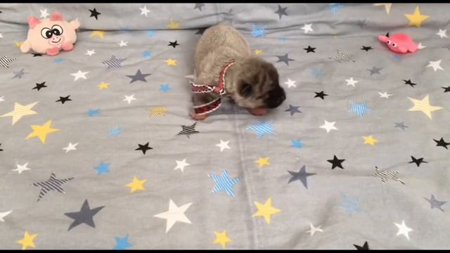 Щенки Акита Ину 12 дней. Akita Inu puppies ? 12 days смотреть онлайн