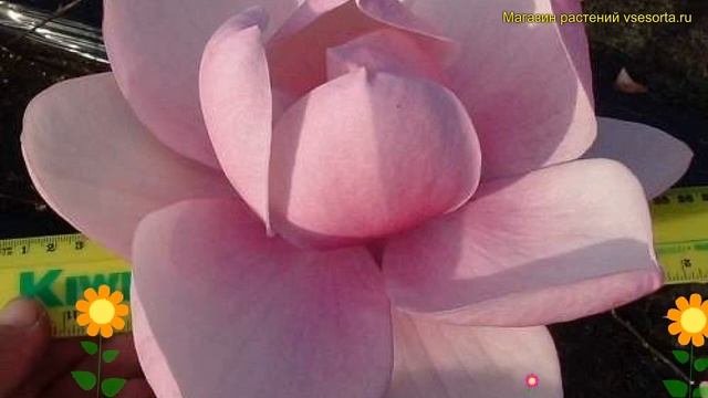 Магнолия обыкновенная Брикстон Бель. Краткий обзор, описание характеристик Magnolia Brixton Belle