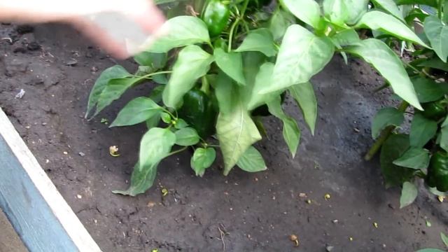 Собираем урожай перцев, сорт Калифорнийское чудо смотреть онлайн