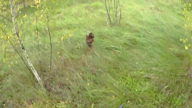 Вальдшнеп 11.09.16 смотреть онлайн