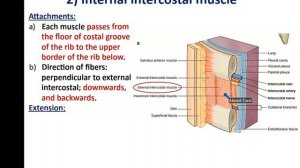 Bones and Muscles of the Thoracic Wall - Dr. Ahmed Farid