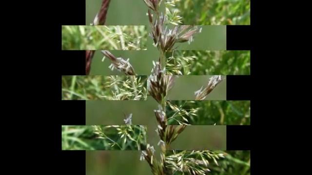 Любимые растения-Агростис смотреть онлайн