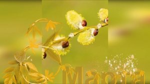 ПОЗДРАВЛЕНИЕ с 8 марта/ Видео-открытка/ Поздравляю с 8 Марта/Это для ТЕБЯ!